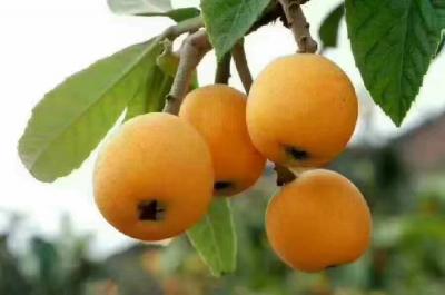 批把树
