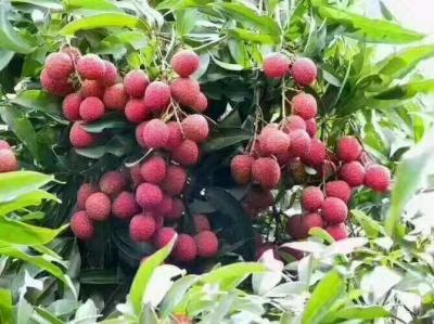 荔枝树